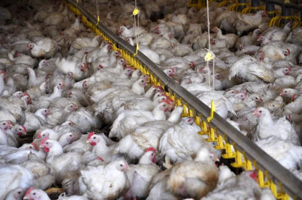 Tavuk yumurtlayanlar yakınındaki drink_11