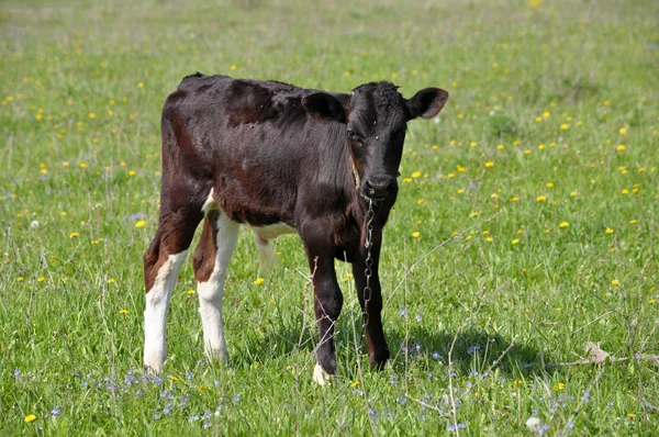 Young bull in the pasture — Stock Photo, Image