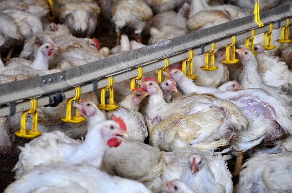 Tavuk yumurtlayanlar yakınındaki drink_14