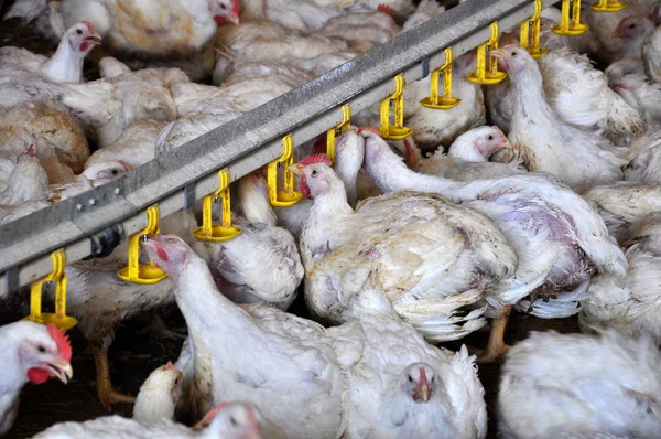 Tavuk yumurtlayanlar yakınındaki drink_15