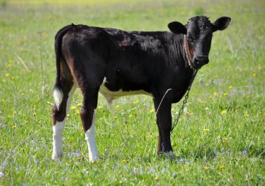 Pasture_4 içinde genç boğa