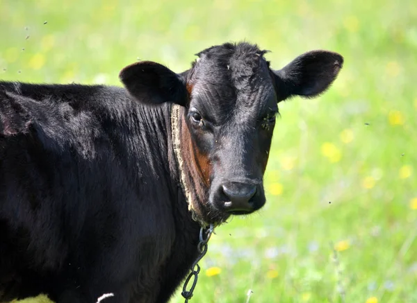Young bull in the pasture_6 — Stock Photo, Image