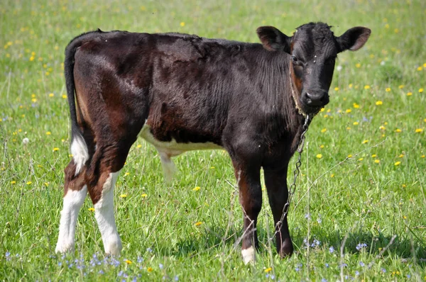 Pasture_2 içinde genç boğa — Stok fotoğraf