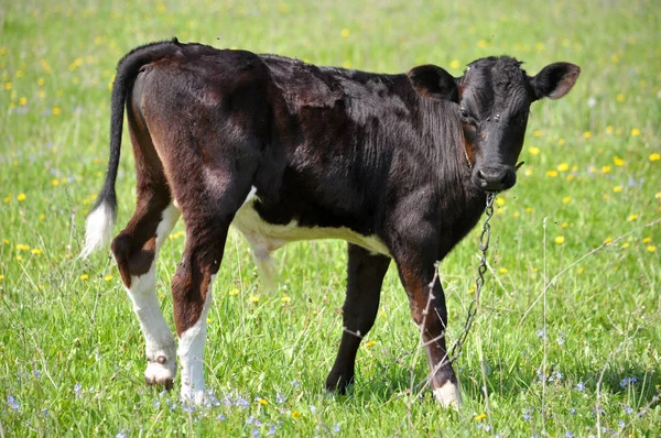 Young bull in the pasture_3 — Stock Photo, Image