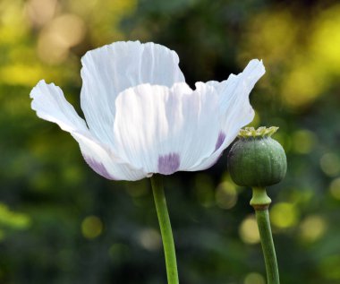 Çiçek ve yeşil haşhaş baş