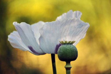 Çiçek ve yeşil haşhaş baş