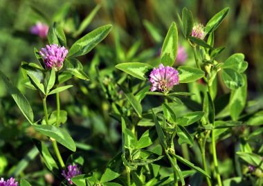 Çiçek sapı ve kırmızı yonca yaprağı