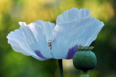Çiçek ve yeşil haşhaş baş