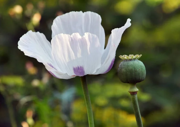 Flower and green poppy head