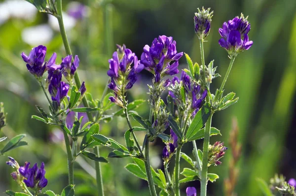 Blommor stjälk och blad av alfalfa plantor — Stockfoto