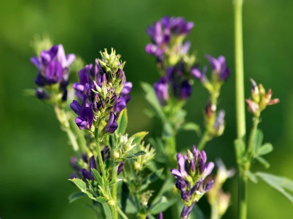 Blommor stjälk och blad av alfalfa plantor — Stockfoto