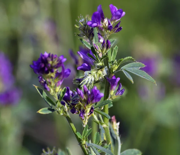 Çiçek sapı ve yaprak yonca fidan
