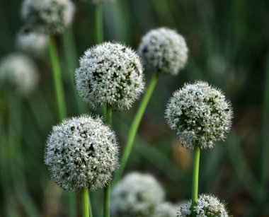 İki yıldır çiçekli soğan