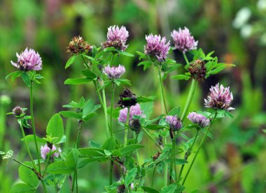 Çiçek sapı ve kırmızı yonca yaprağı