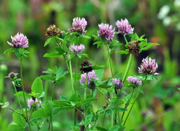Çiçek sapı ve kırmızı yonca yaprağı