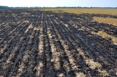 Mersin balığı ve tahıl hasat artıkları siyah yandı