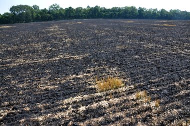 Mersin balığı ve tahıl hasat artıkları siyah yandı