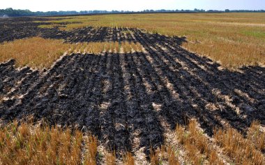 Mersin balığı ve tahıl hasat artıkları siyah yandı