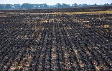 Mersin balığı ve tahıl hasat artıkları siyah yandı
