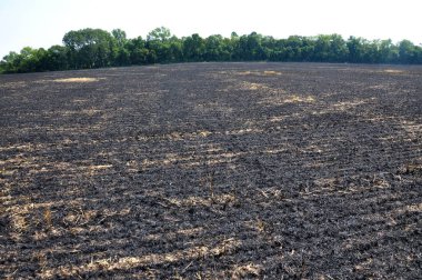 Mersin balığı ve tahıl hasat artıkları siyah yandı