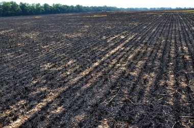 Mersin balığı ve tahıl hasat artıkları siyah yandı