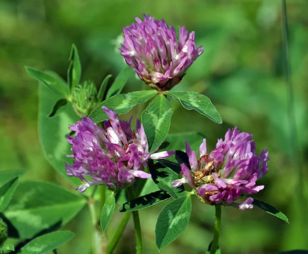 Çiçek sapı ve kırmızı yonca yaprağı