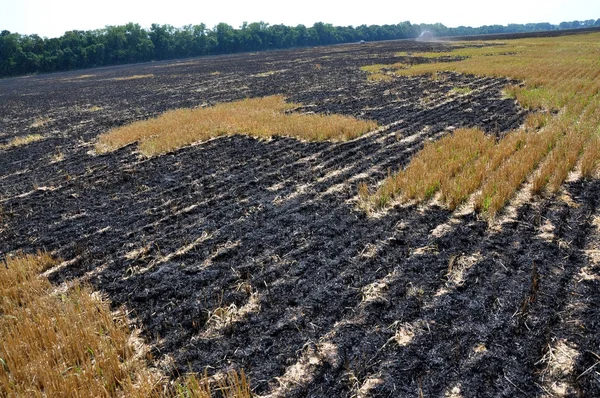 Mersin balığı ve tahıl hasat artıkları siyah yandı