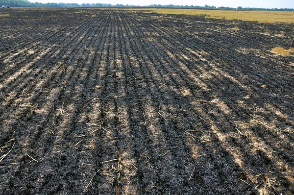 Esturión negro quemado y restos de cosecha de granos — Foto de Stock