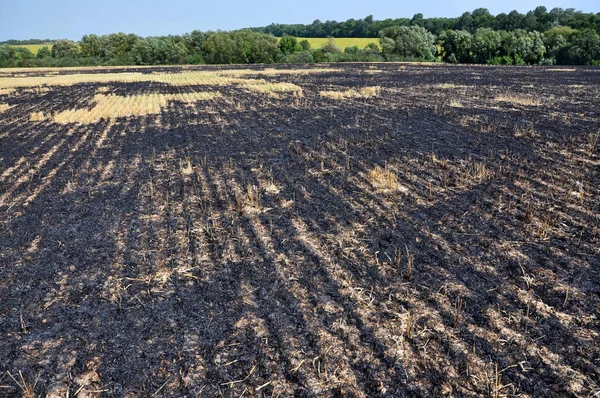 Mersin balığı ve tahıl hasat artıkları siyah yandı