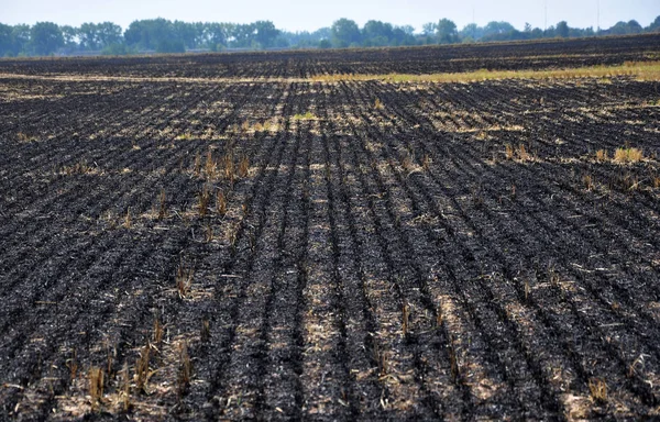 Mersin balığı ve tahıl hasat artıkları siyah yandı