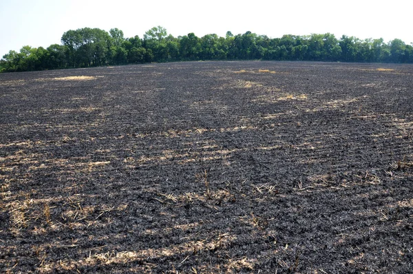 Mersin balığı ve tahıl hasat artıkları siyah yandı