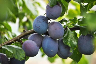 Bir erik ağacı dalı