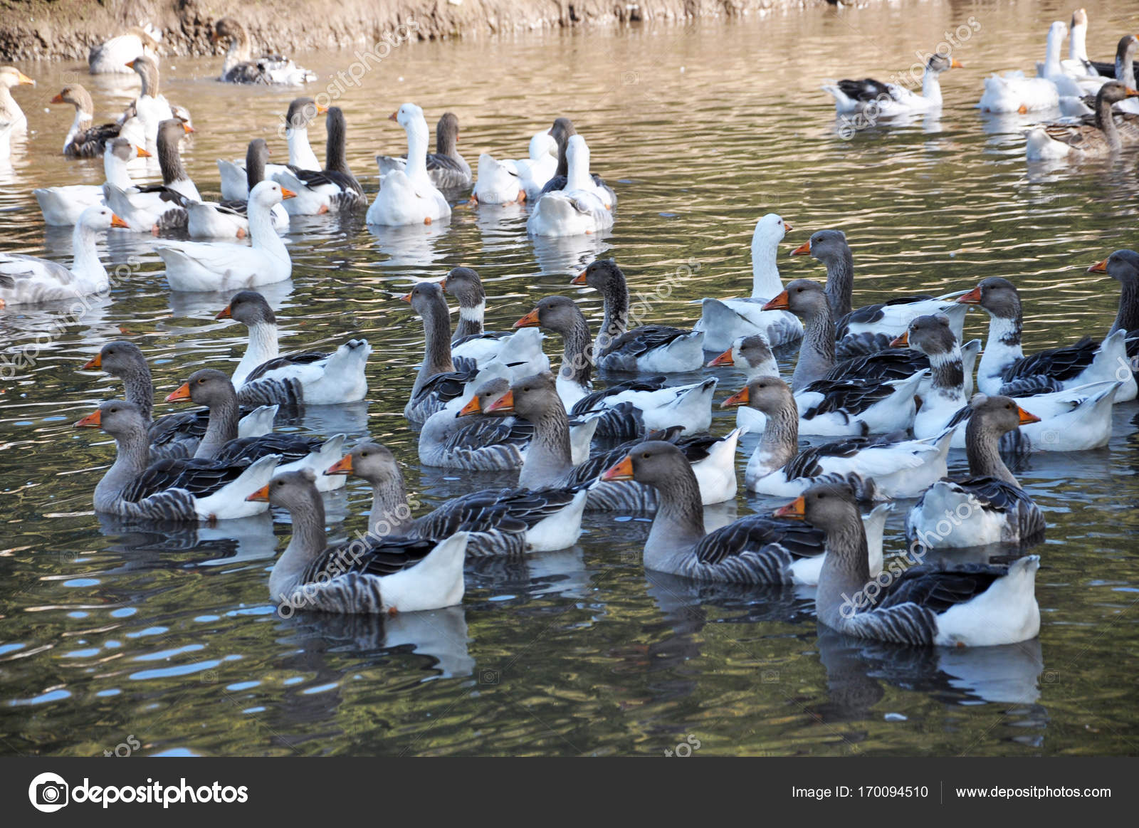 Nach Hause Ganse Schwimmen Im Wasser Stockfoto C Orestligetka