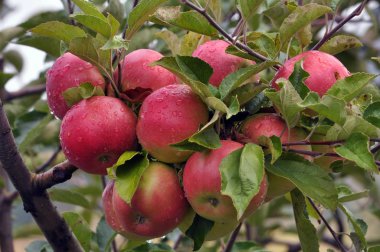 Ağaç dalında olgun elmalar