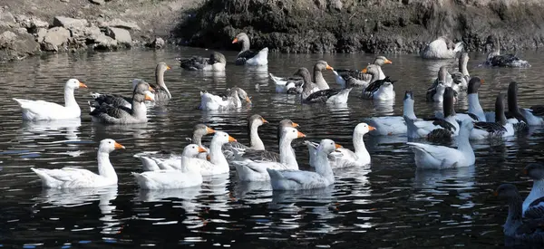 Home geese swim in the water — Stock Photo, Image