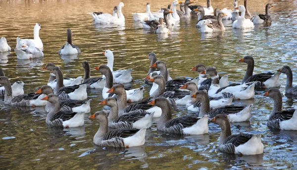 Hausgänse schwimmen im Wasser — Stockfoto