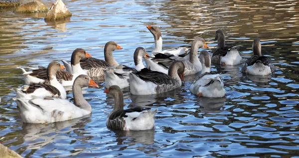 Hausgänse schwimmen im Wasser — Stockfoto