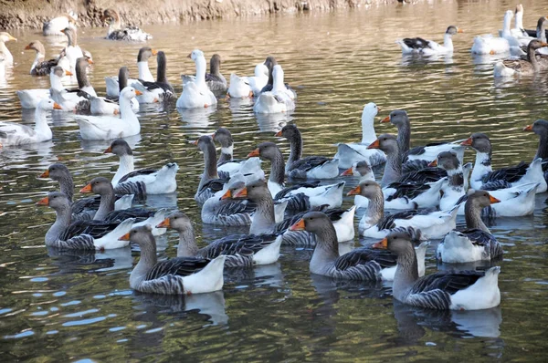 Hausgänse schwimmen im Wasser — Stockfoto