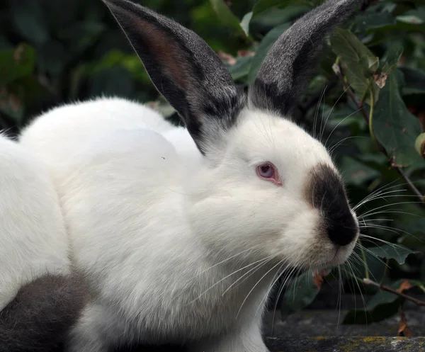 Californian breed of rabbits — Stock Photo, Image