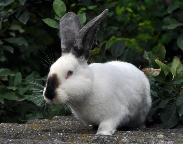 토끼의 캘리포니아 품종 — 스톡 사진