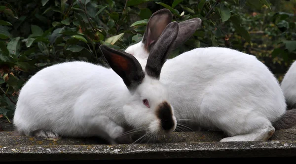 Raza californiana de conejos — Foto de Stock
