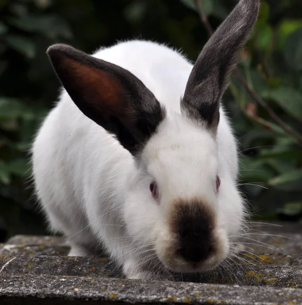 Raza californiana de conejos — Foto de Stock