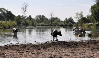 İnek kırsal bir terkedilmiş havuzda bir sulama olabilir