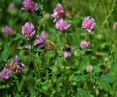 Kırmızı yonca çayır büyür