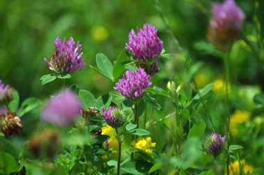 Kırmızı yonca çayır büyür