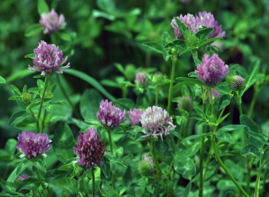 Kırmızı yonca çayır büyür