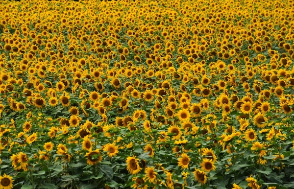 Paysage estival avec tournesols dans le champ — Photo