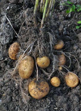 Patates yataktan kazdık