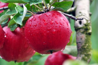 Bir ağaç dalına kırmızı elmalar vardır