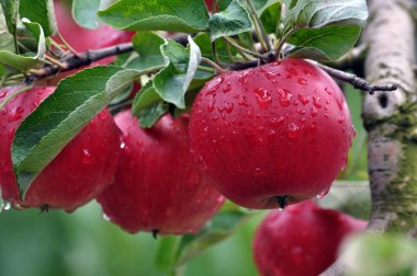 Bir ağaç dalına kırmızı elmalar vardır